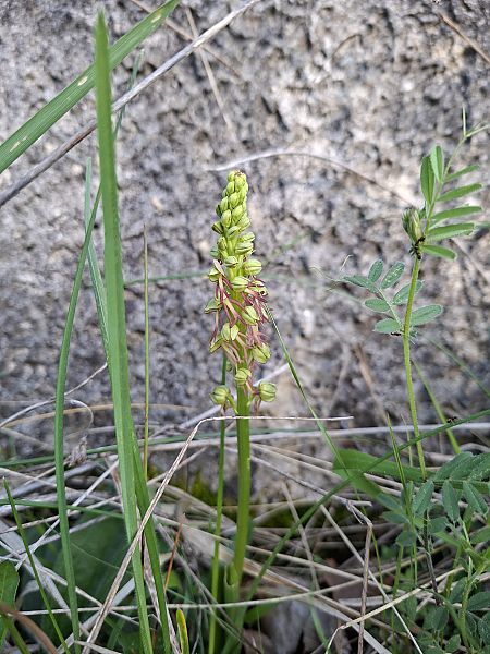 Aceras anthropophorum  - Olivier Debré