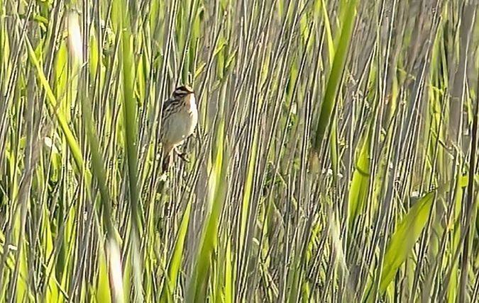 Boscarla d'aigua  - Albert Burgas