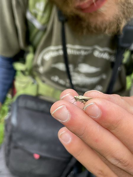 Tetrix ceperoi  - Caspar Jung