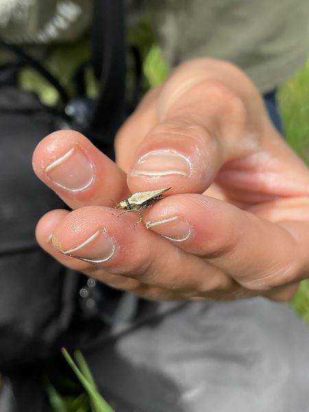 Tetrix ceperoi  - Caspar Jung