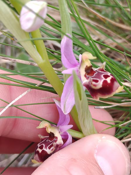 Ophrys fuciflora subsp. druentica  - Clément Chauvet