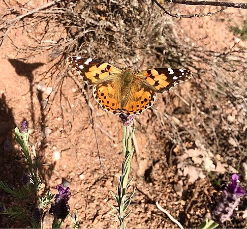 Migradora dels cards  - Ramon Prat Espelt