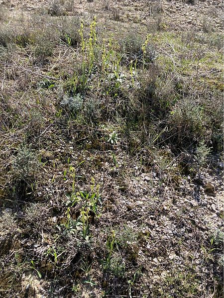 Ophrys exaltata subsp. marzuola  - Florent de Gasperis