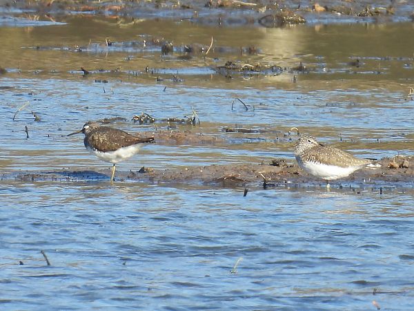 Waldwasserläufer  - Kacper Mikulski