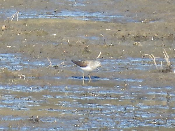 samotnik  - Kacper Mikulski