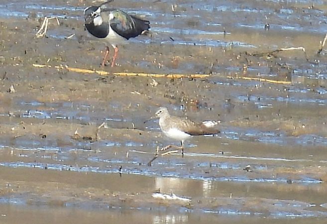 samotnik  - Kacper Mikulski