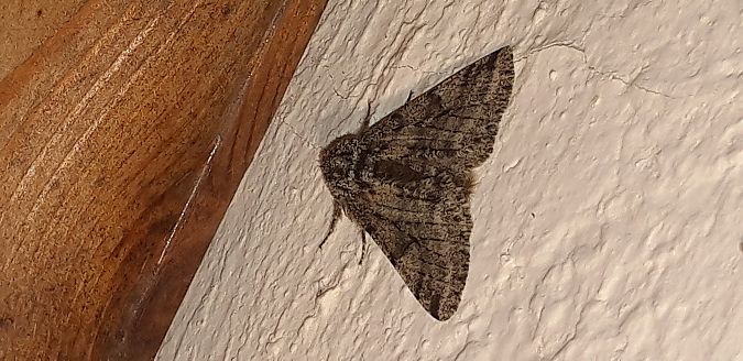 Lycia hirtaria  - Michele Cento