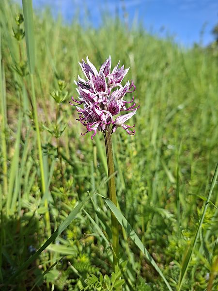 Orchis simia  - Olivier Debré