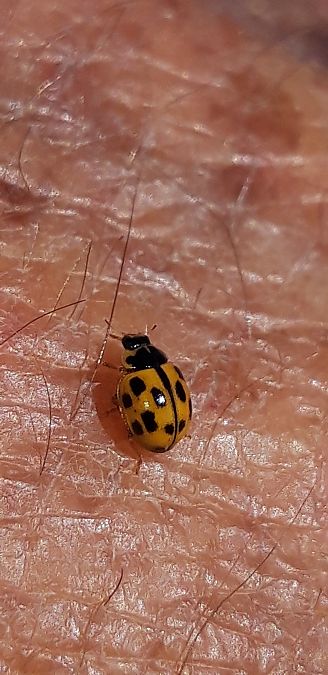 Propylea quatuordecimpunctata  - Michele Cento