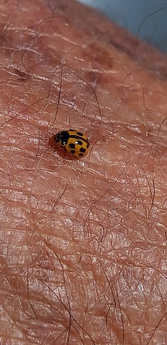 Propylea quatuordecimpunctata  - Michele Cento