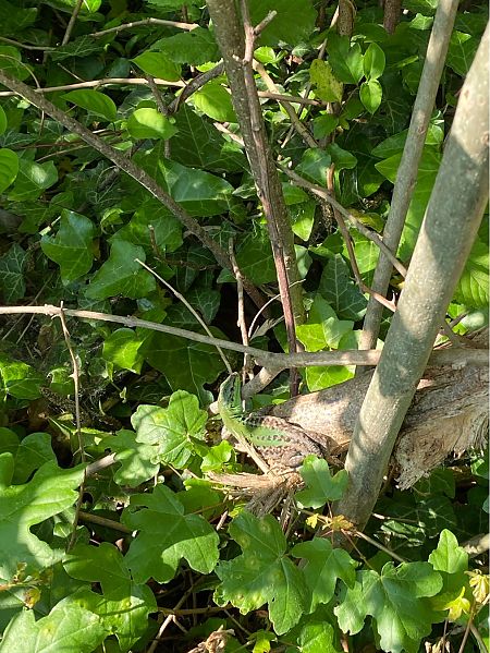 Lucertola campestre  - Ilario Bailot