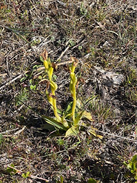 Ophrys occidentalis  - Jerome Brunet