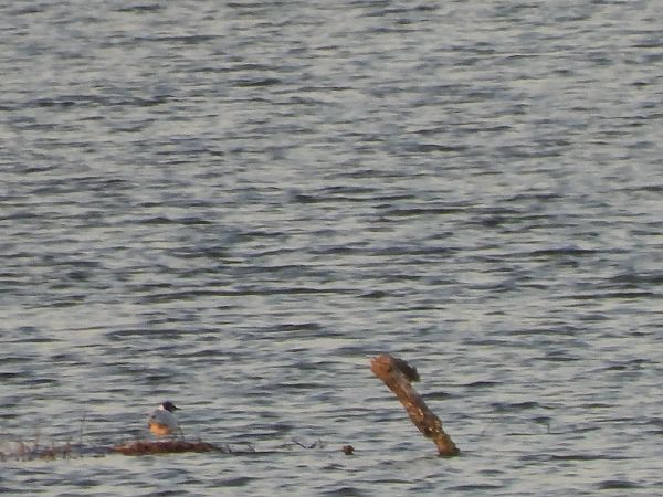 Gabbianello  - Cosimo Gabbani