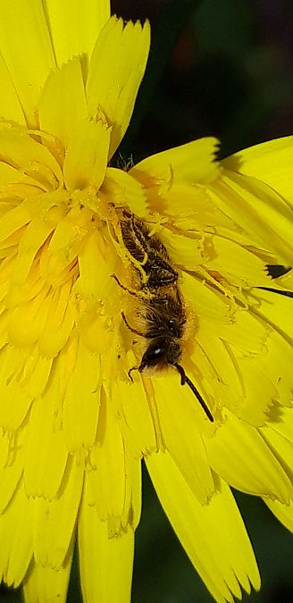 Andrena sp.  - Michele Cento