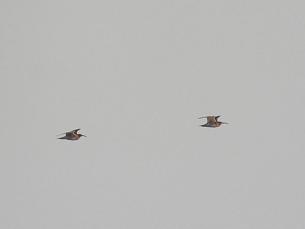 Chiurlo piccolo  - Enrico Carta