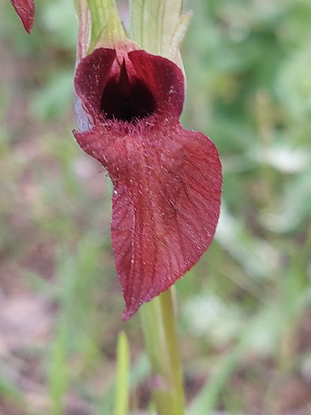 Serapias cordigera  - Bernard Sonnerat