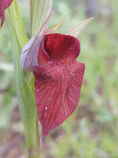 Serapias cordigera  - Bernard Sonnerat