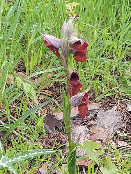 Serapias cordigera  - Bernard Sonnerat