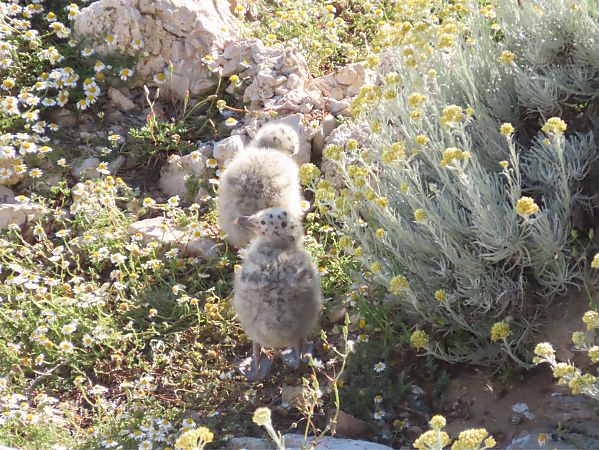 Gabbiano reale  - Giuseppe Mirlocca