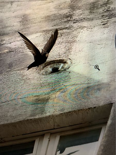 Falciot negre  - Joan Ramon Lucena