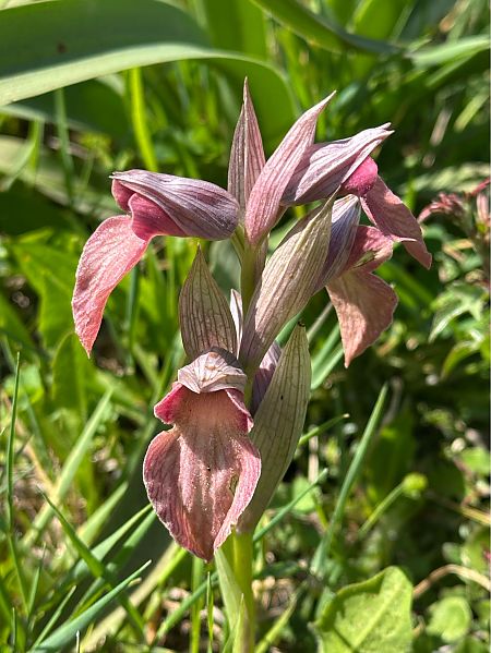 Serapias neglecta  - Roman Monnier