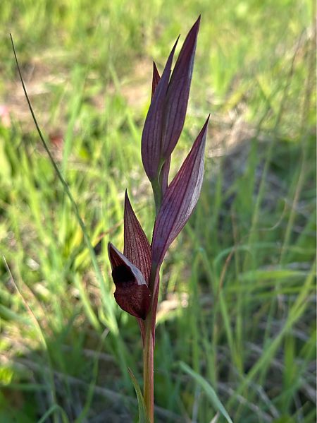 Serapias vomeracea  - Roman Monnier