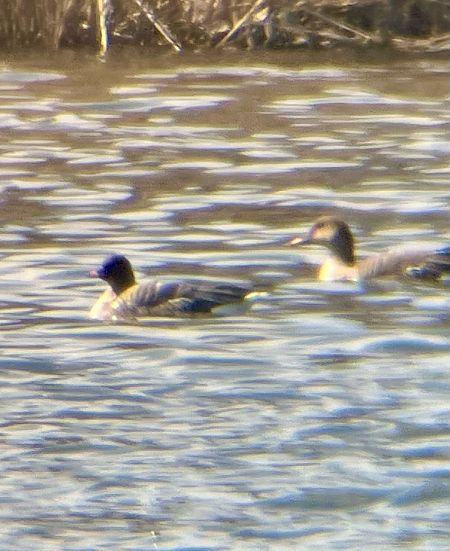 gęś krótkodzioba  - Krzysztof Lis