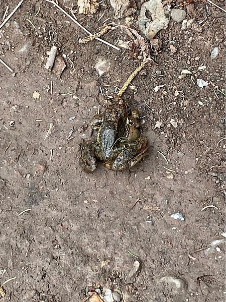 Grasfrosch  - Lavinia Garibaldi (FVG)