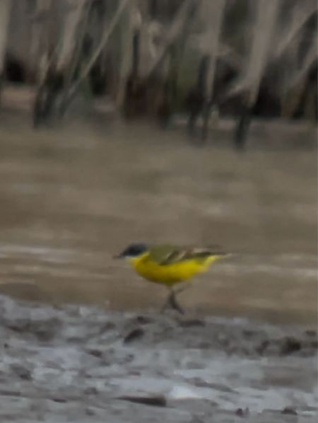 pliszka żółta (tundrowa, ssp. thunbergi)  - Maciej Aleksandrowicz