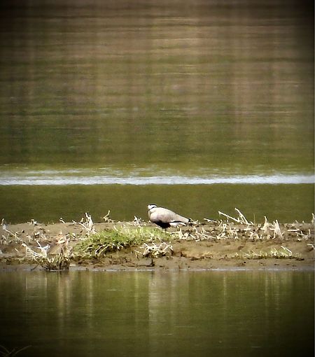 czajka towarzyska  - Ola Korz