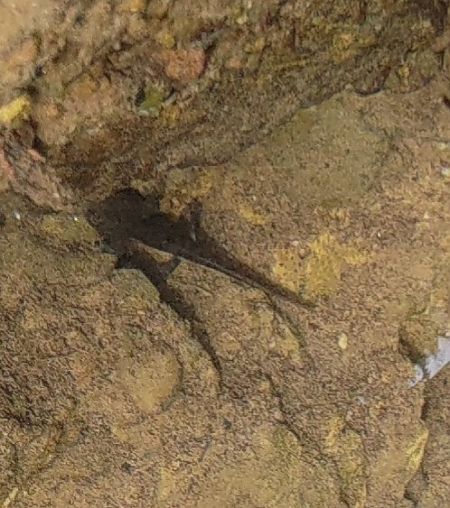 Salamandra pezzata  - Luca Borghesio