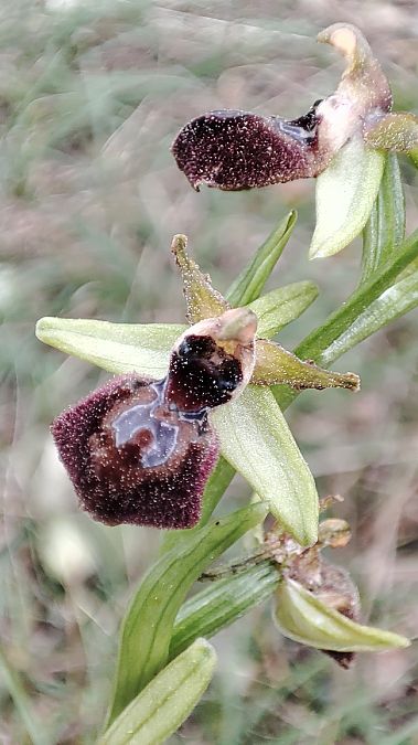 Ophrys indet. group. sphegodes  - Krÿstël' Mignot