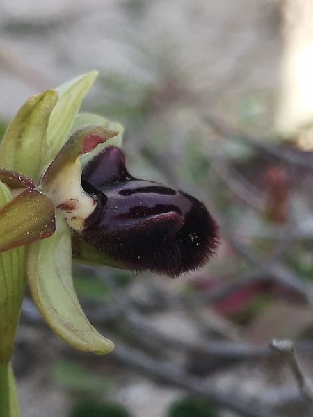Ophrys incubacea  - Richard Fay