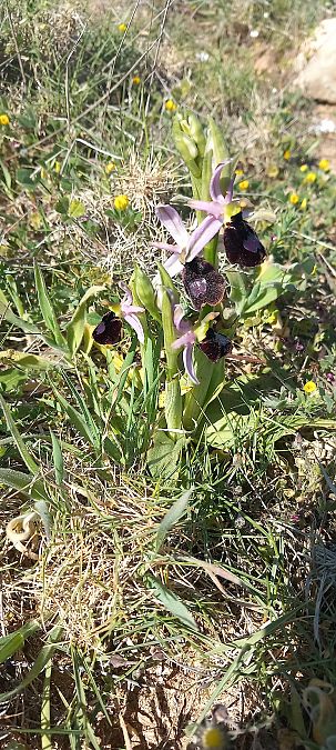 Ophrys aurelia  - Gerard Chassan