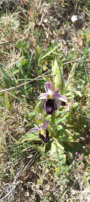 Ophrys aurelia  - Gerard Chassan