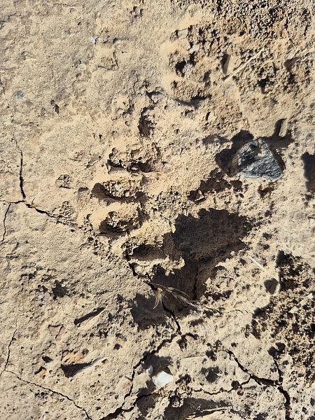 Toixó, teixó  - César Piñol Baena