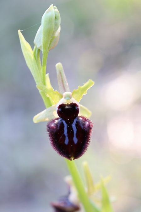 Ophrys incubacea  - Richard Fay