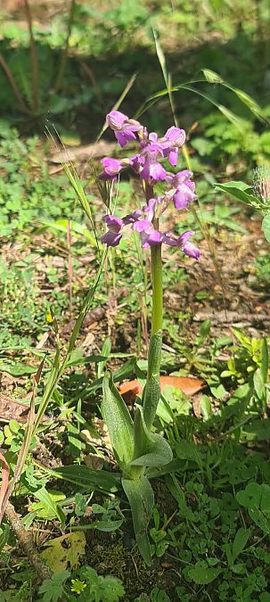 Anacamptis morio 