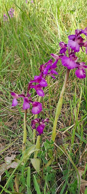 Anacamptis papilionacea  - Marc et M-Joëlle Silvestre
