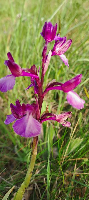 Anacamptis papilionacea  - Marc et M-Joëlle Silvestre