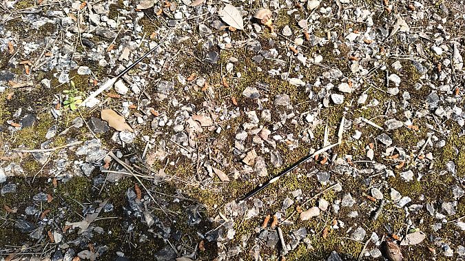 Istrice  - Nicola Cillo