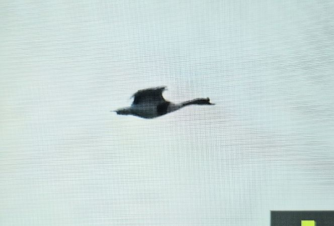 ohar  - Krzysztof Kajzer