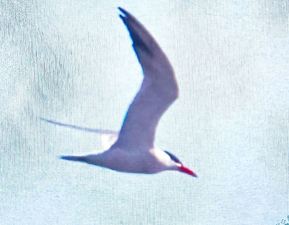 Sterne caspienne  - Marek Betlejewicz