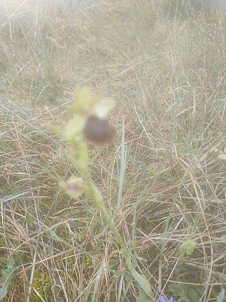 Ophrys passionis  - Isabel Casas Navarrete