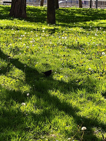 Zozo arrunta  - Vanesa López Vázquez