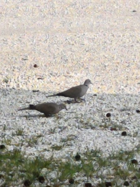 Tortora dal collare  - Johannes Freudenberger