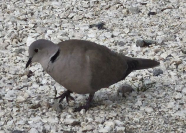 Tortora dal collare  - Johannes Freudenberger