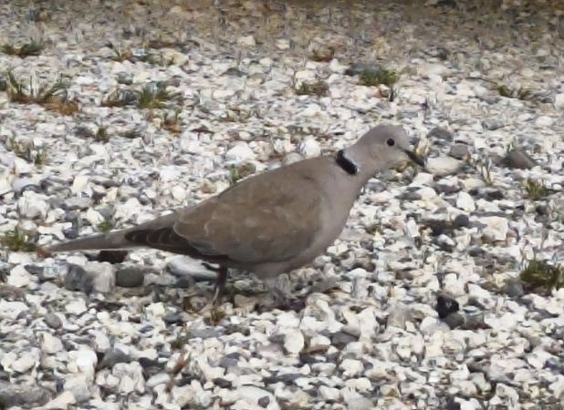 Eurasian Collared Dove  - Johannes Freudenberger
