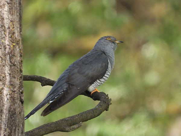 Cuculo  - Dario Bosio