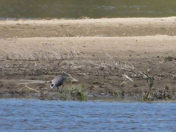 czajka towarzyska  - Krystyna Kowalska